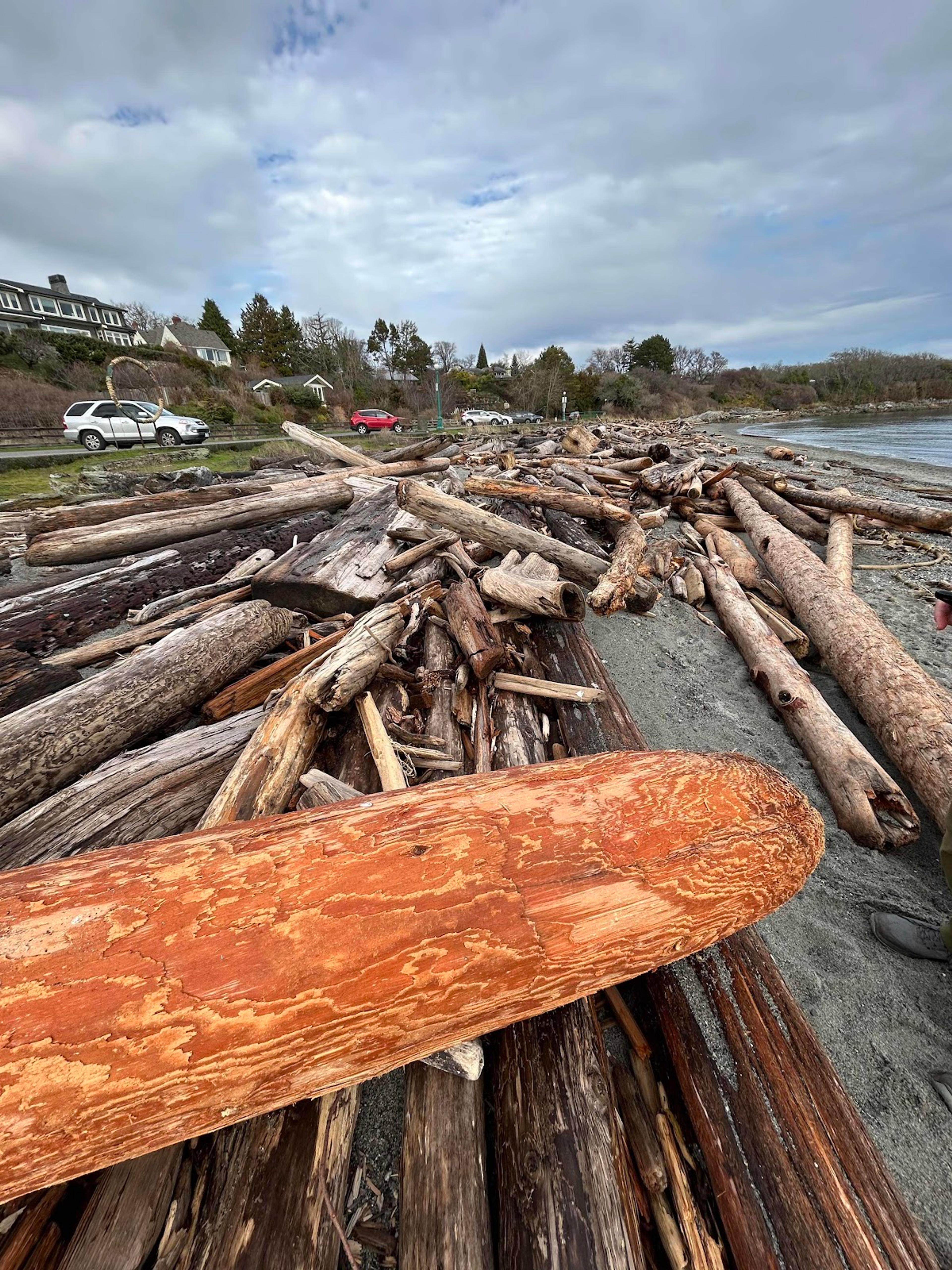 driftwood