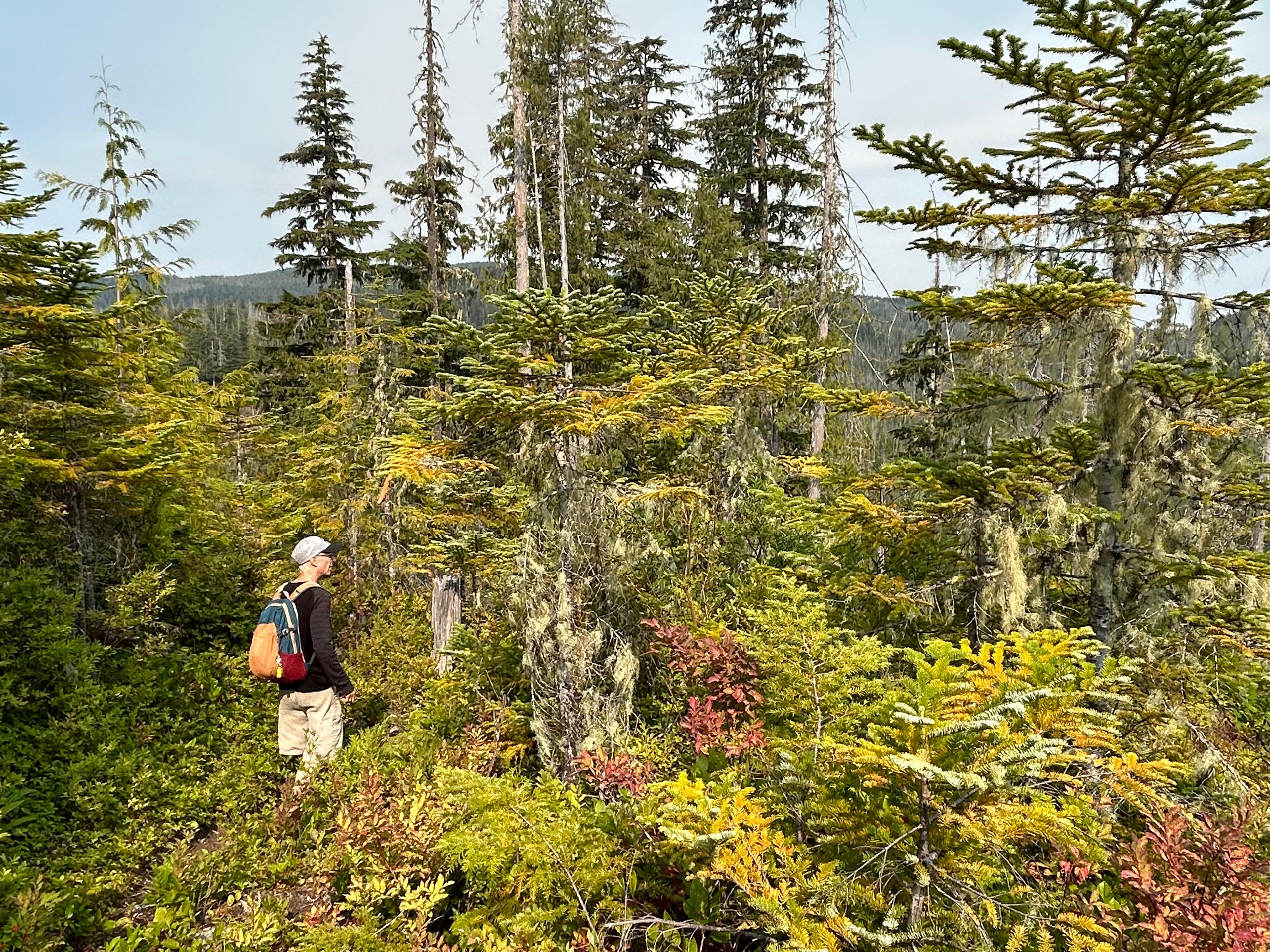 The forest is looking like fall as the underbrush turns colour.