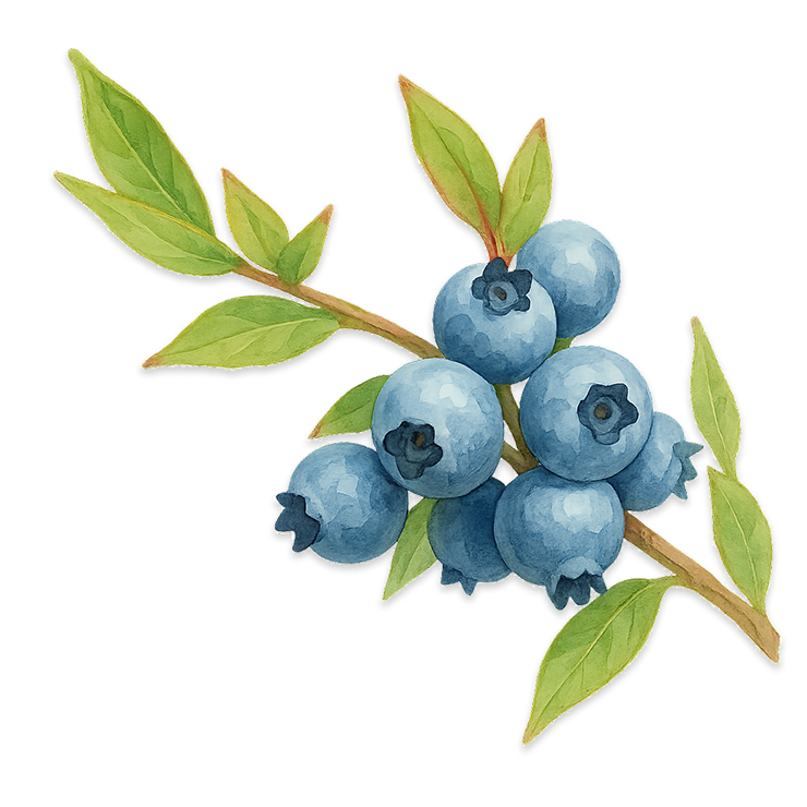 blueberries