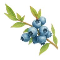 blueberries