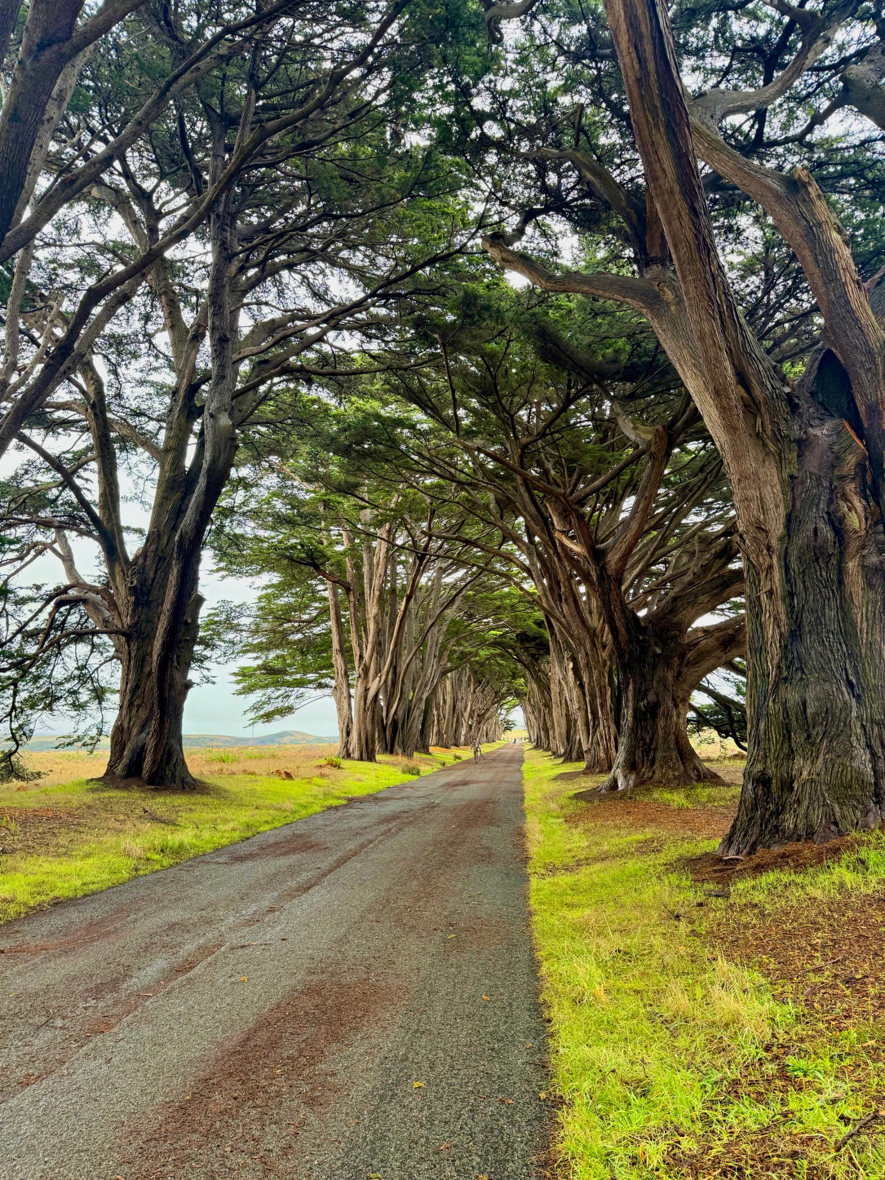 A quiet road passing through the Cypress Tree Tunnel beneath a dense canopy of Monterey cypress trees.