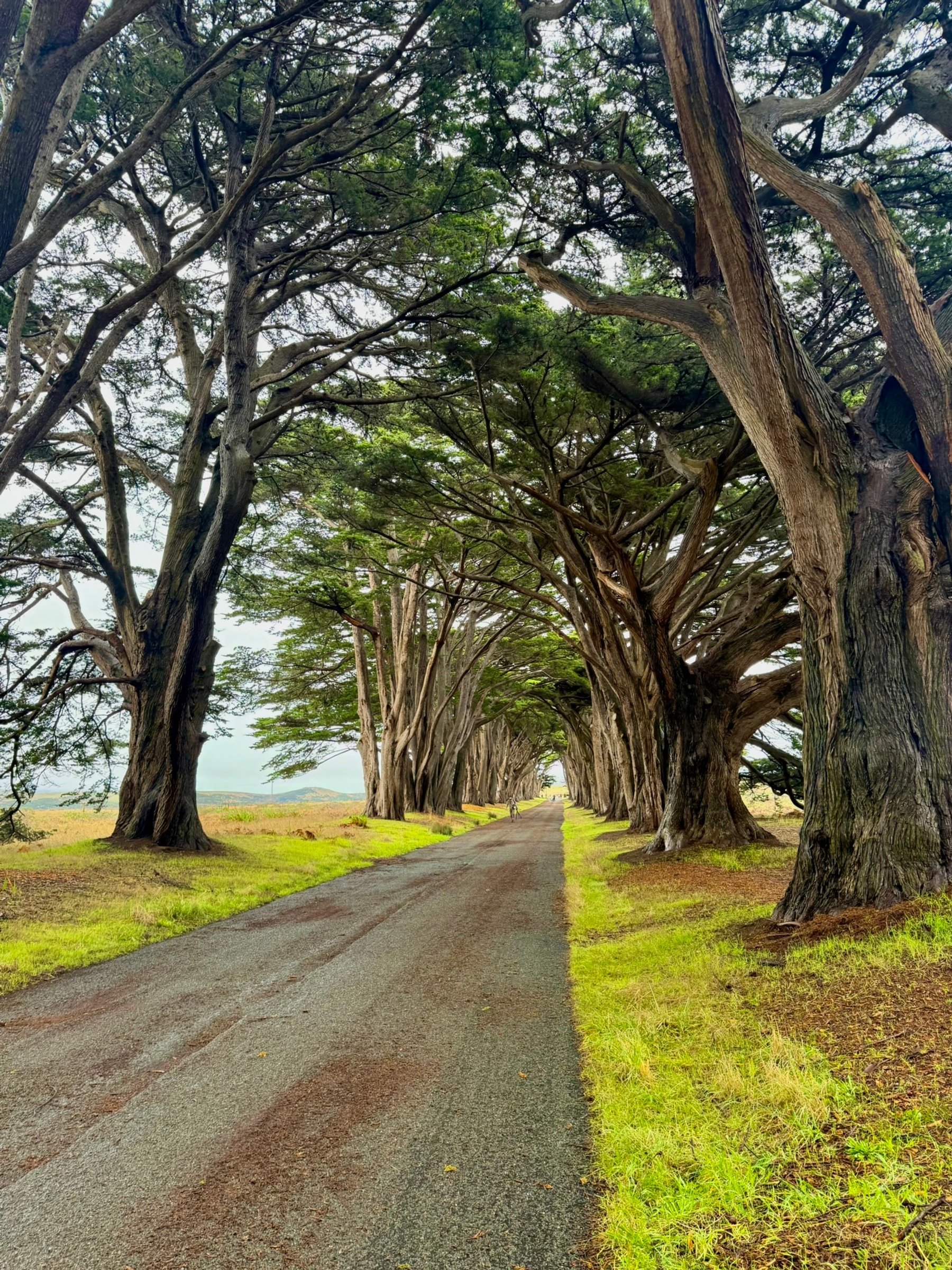 A quiet road passing through the Cypress Tree Tunnel beneath a dense canopy of Monterey cypress trees.