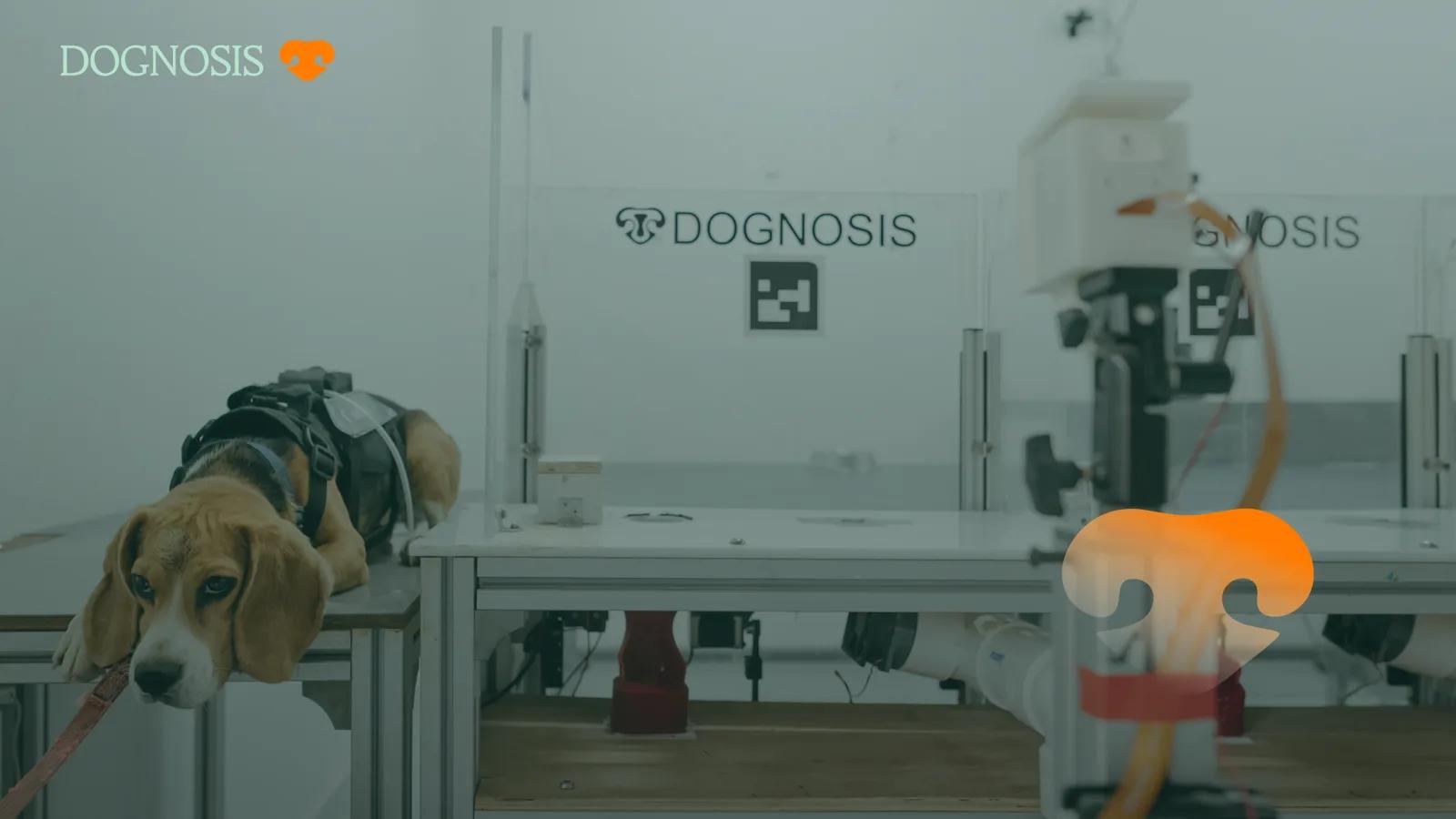 A beagle in a harness resting beside a Dognosis sample station