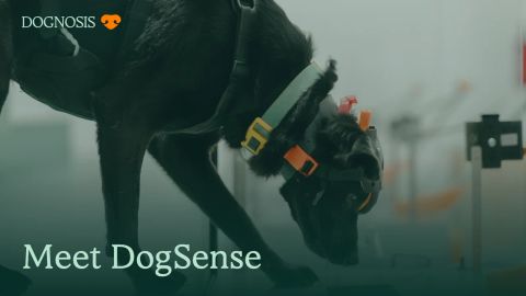 A Dognosis detection dog wearing DogSense at SniffSpace, with the title Meet DogSense