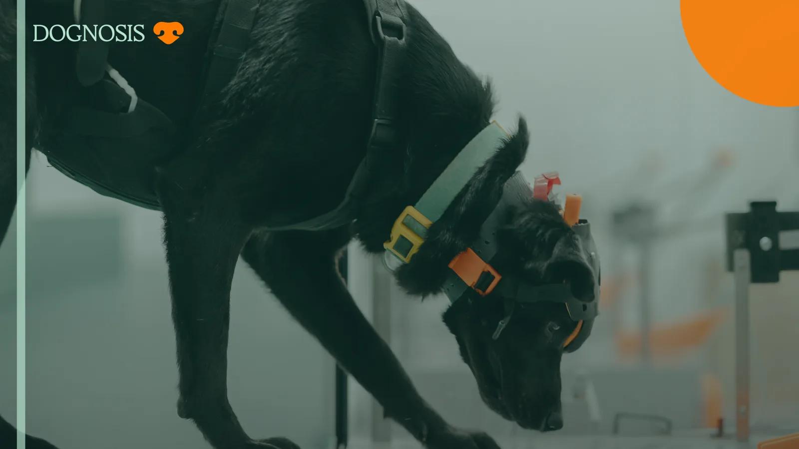 A black dog wearing a sensor harness and helmet, sniffing a sample station