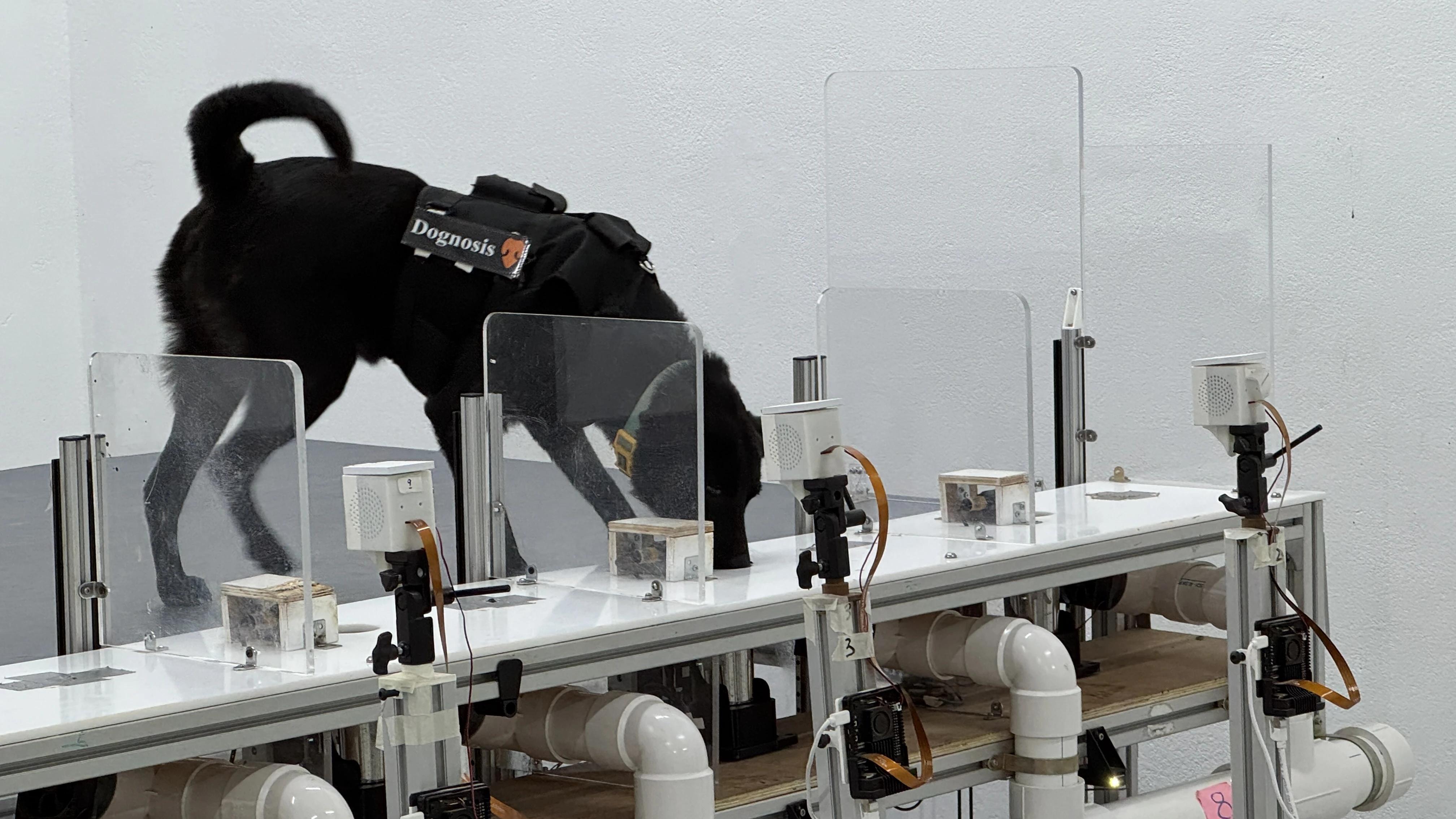 Chloe, a Dognosis detection dog, sniffing at a sensor station in SniffSpace