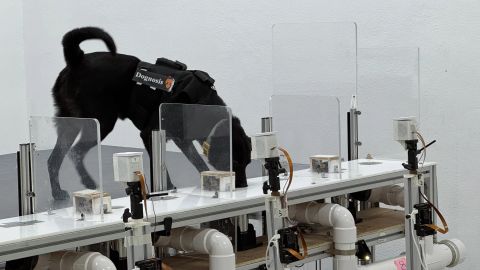 Chloe, a Dognosis detection dog, sniffing at a sensor station in SniffSpace