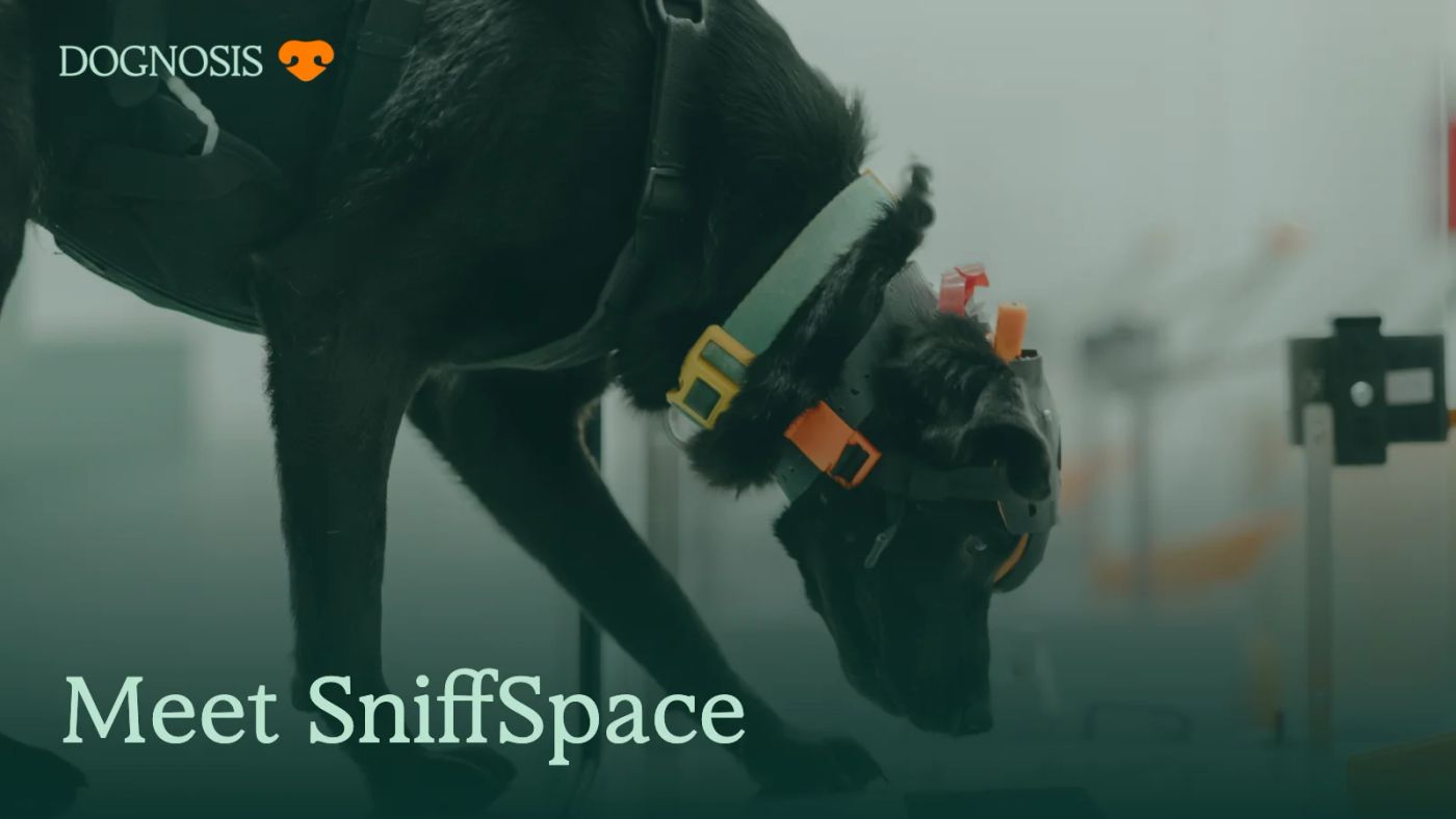 A Dognosis detection dog wearing DogSense at SniffSpace, with the title Meet SniffSpace