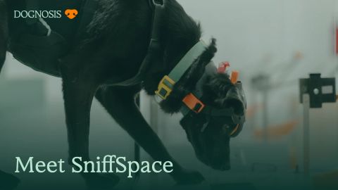 A Dognosis detection dog wearing DogSense at SniffSpace, with the title Meet SniffSpace