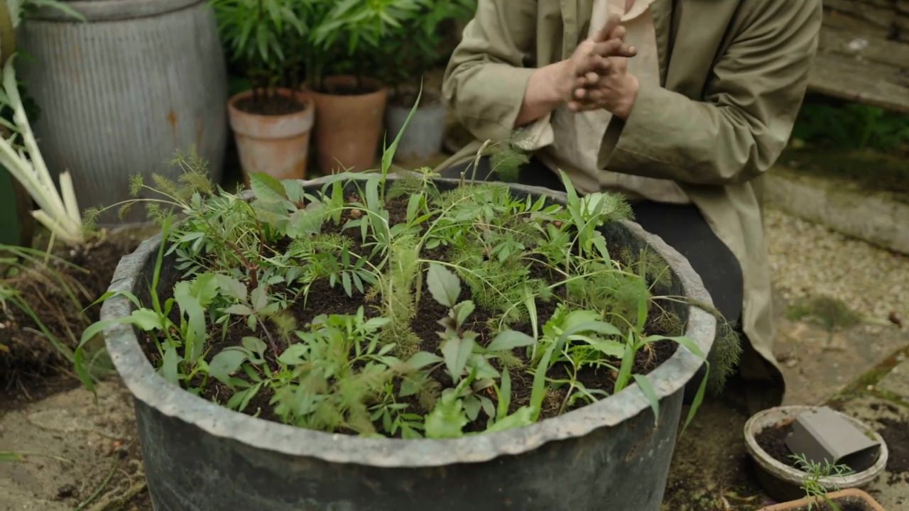 Planting the big copper up for summer - part 3