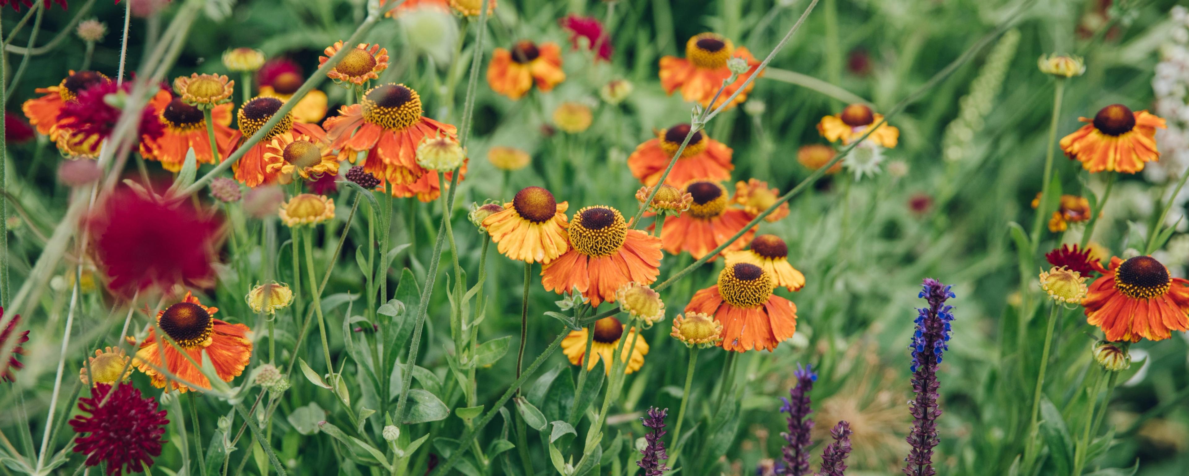 companion planting
