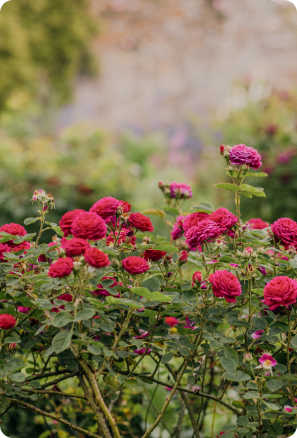 Flower Growing Courses