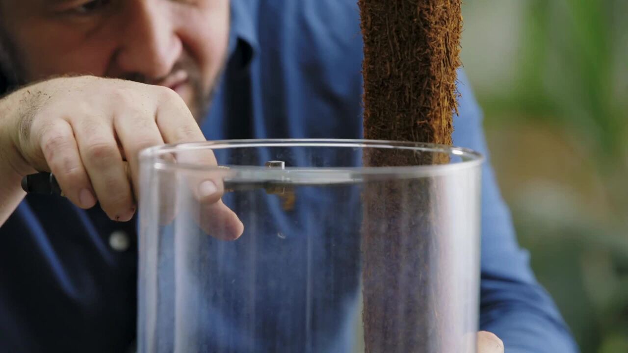 Growing on branches - part 1