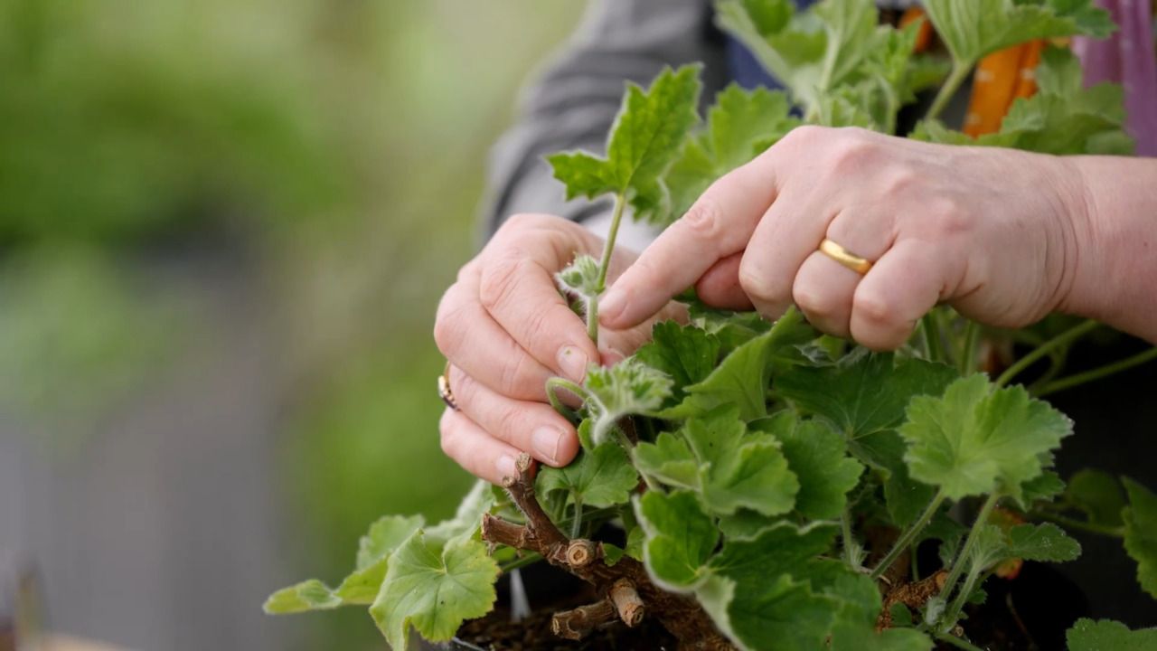 How to propagate from cuttings