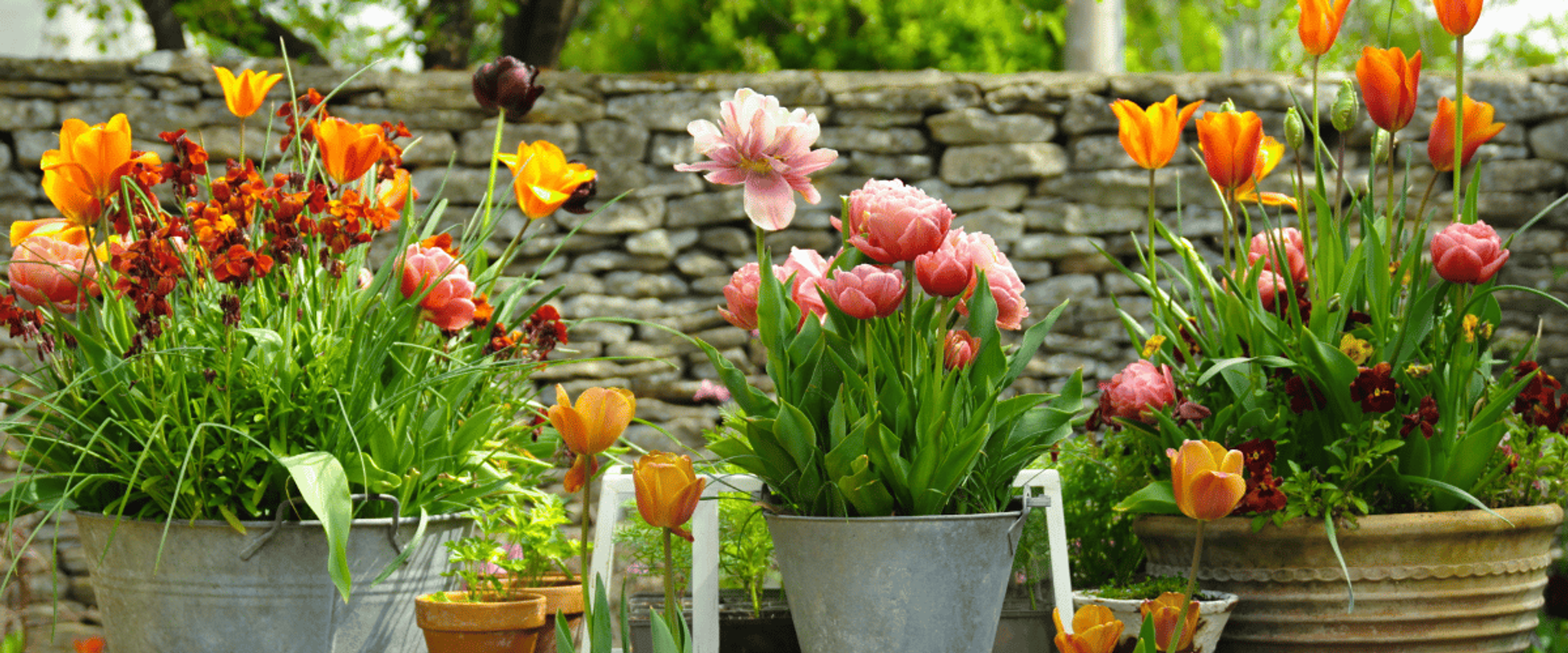 bulbs
