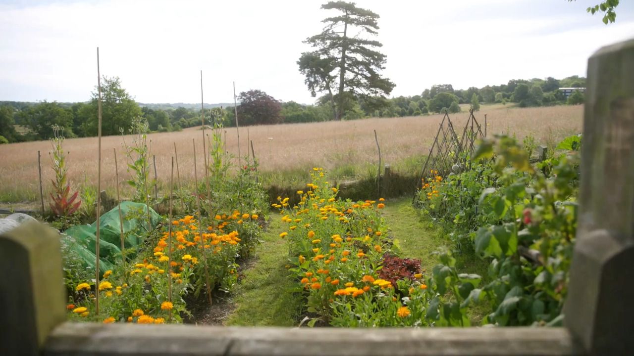 Troubleshooting in the veg patch