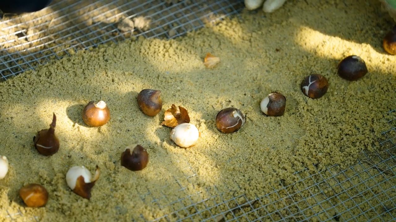 Planting tulip bulbs