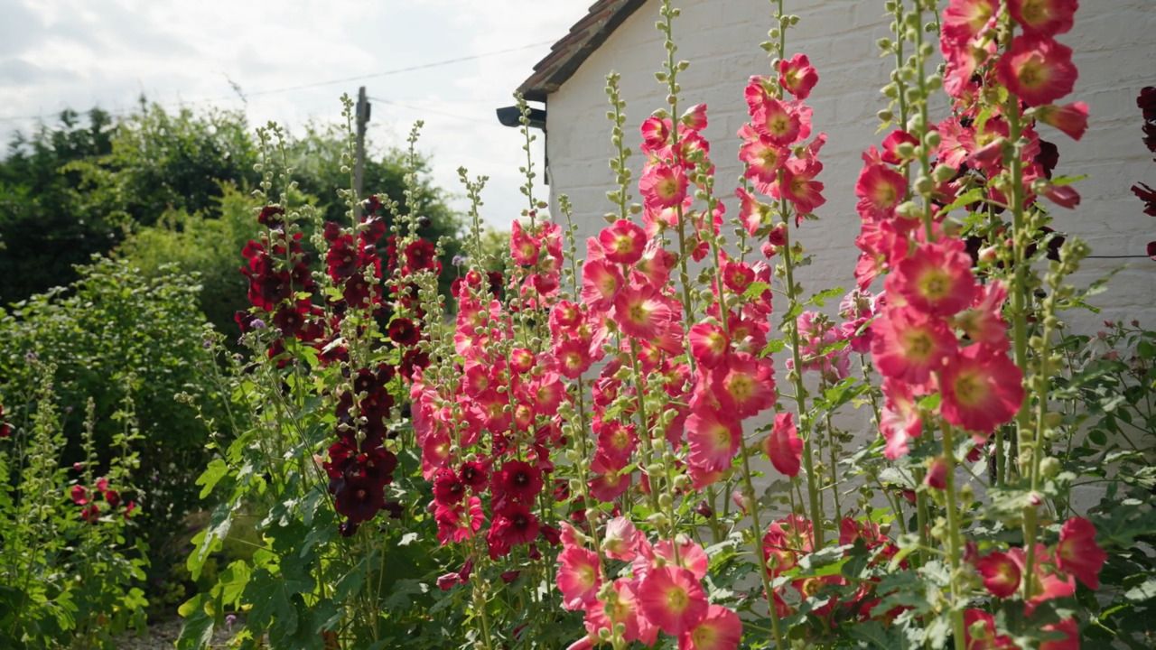 Planning which flowers to grow