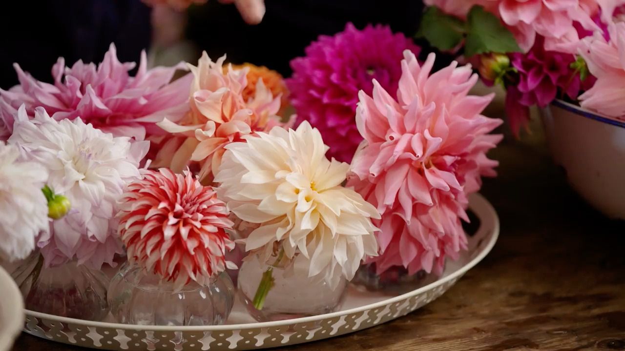 Dahlias - Part 4: Different varieties and arranging