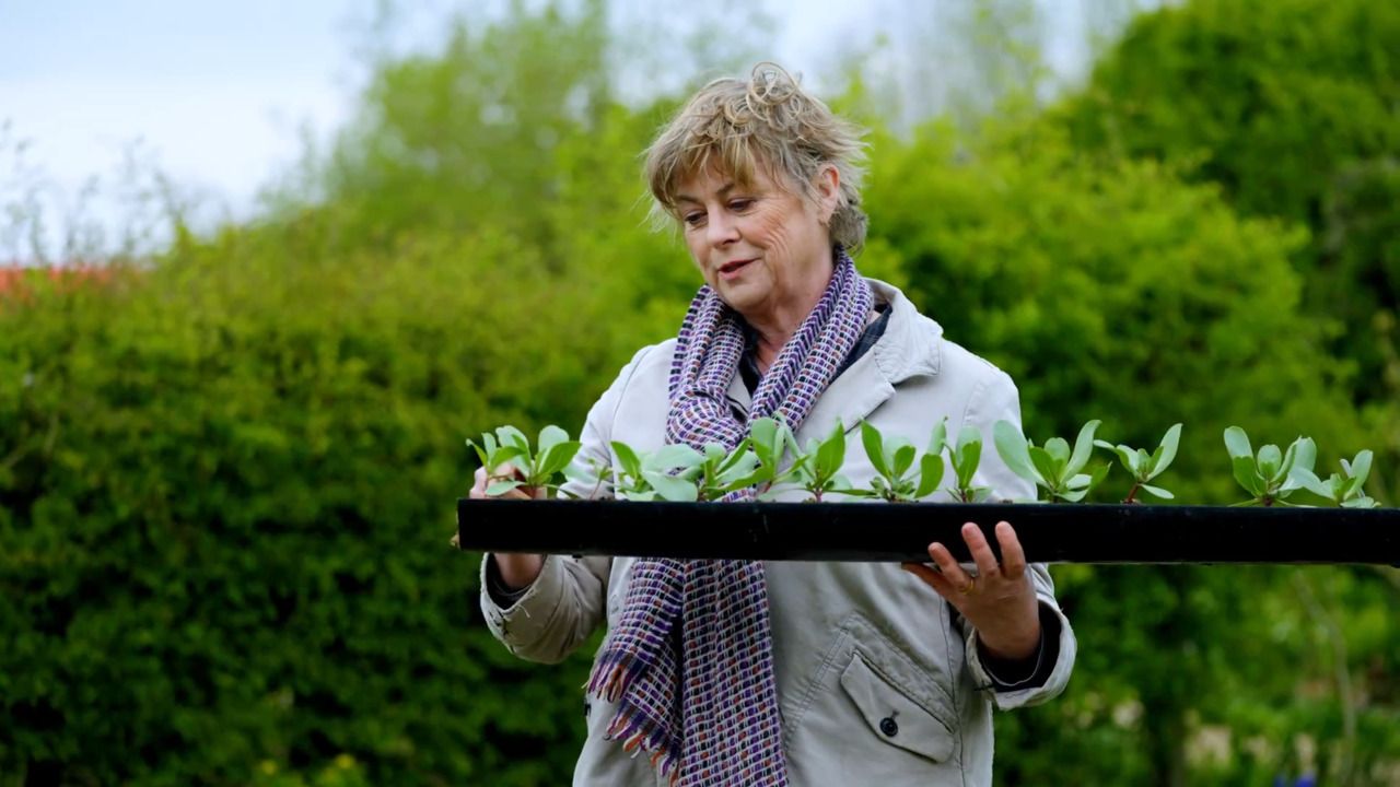 Planting out hardy annuals