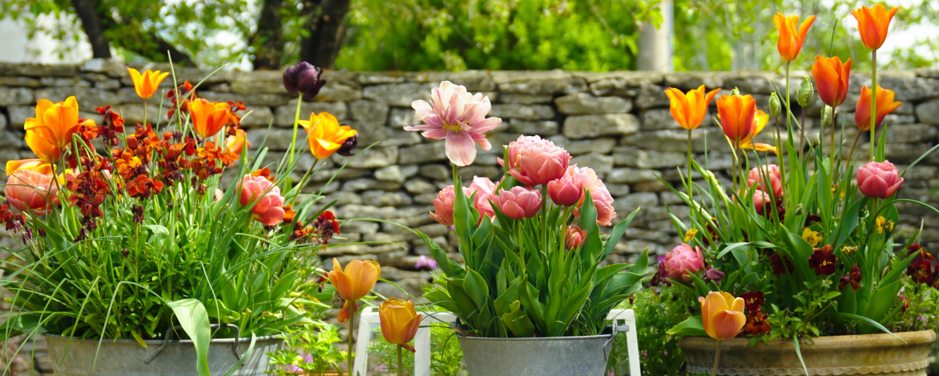 bulbs
