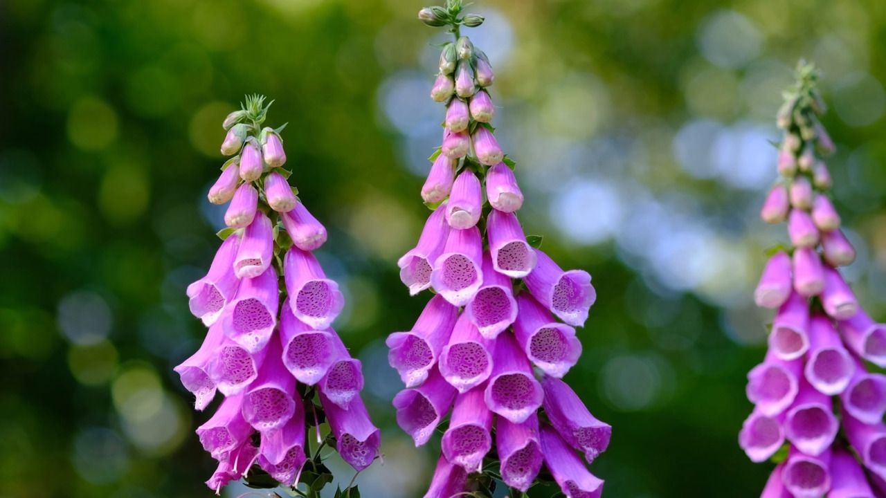 Designing your cut flower bed: Choosing the right soil and aspect for your patch