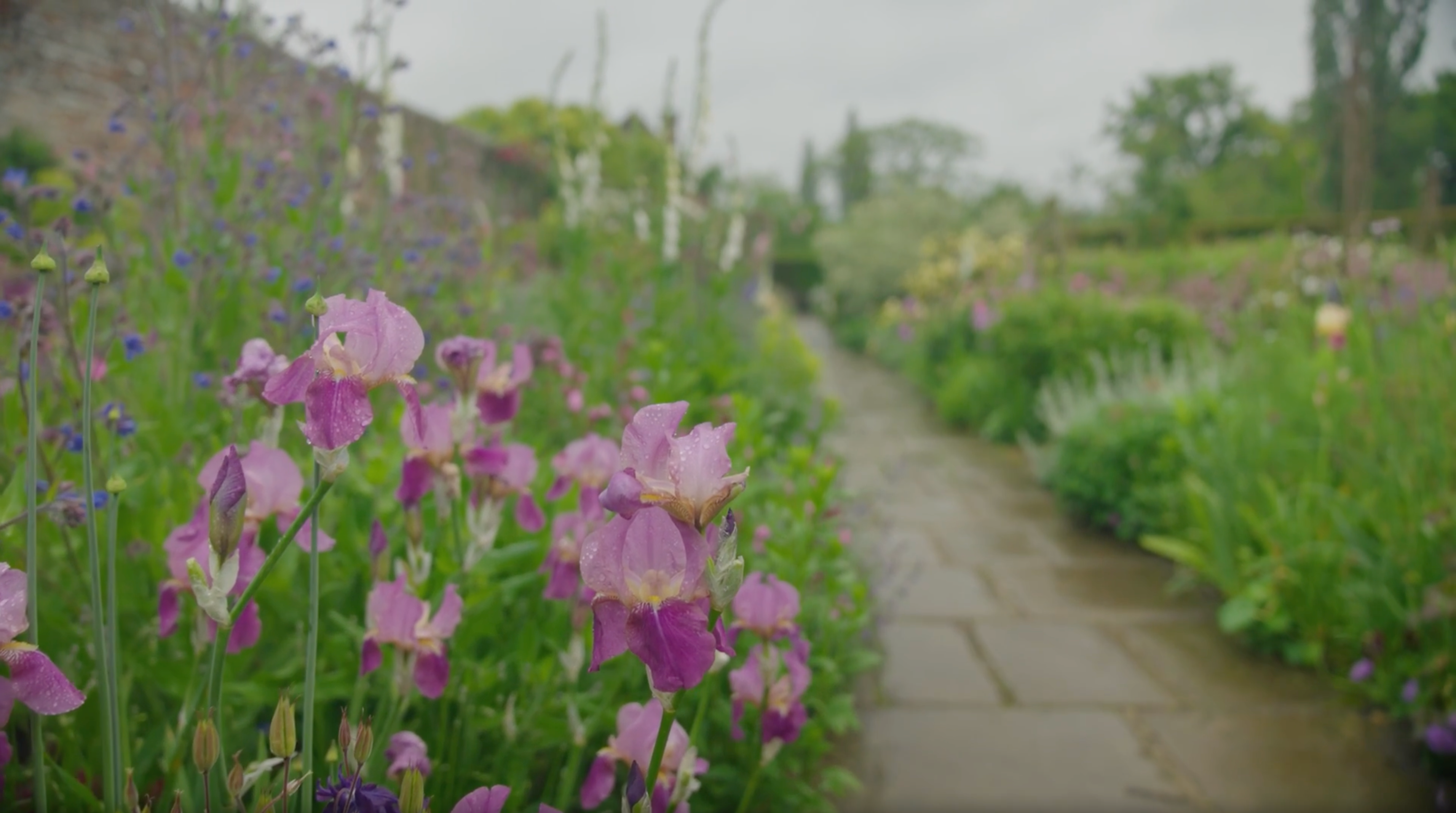 Lifting and dividing irises