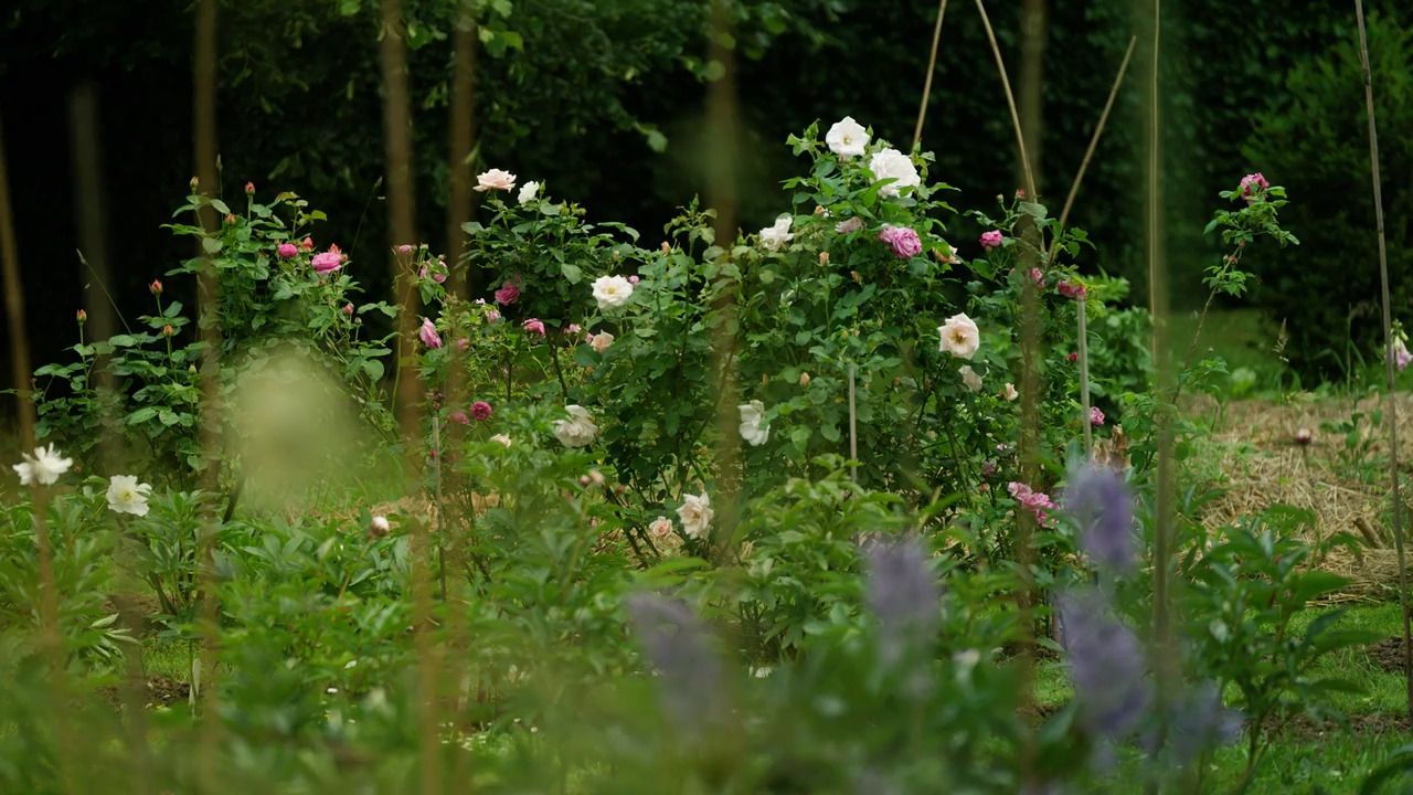 Summer in the garden - An introduction