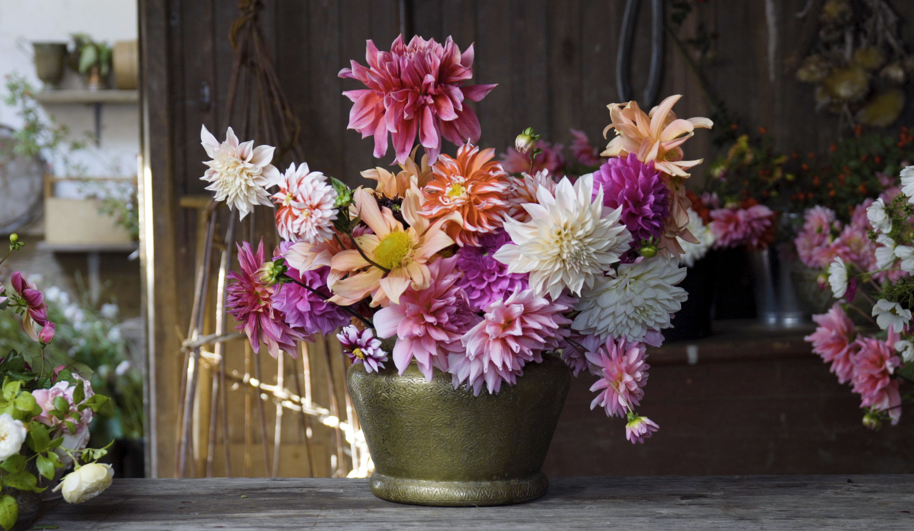 dahlias