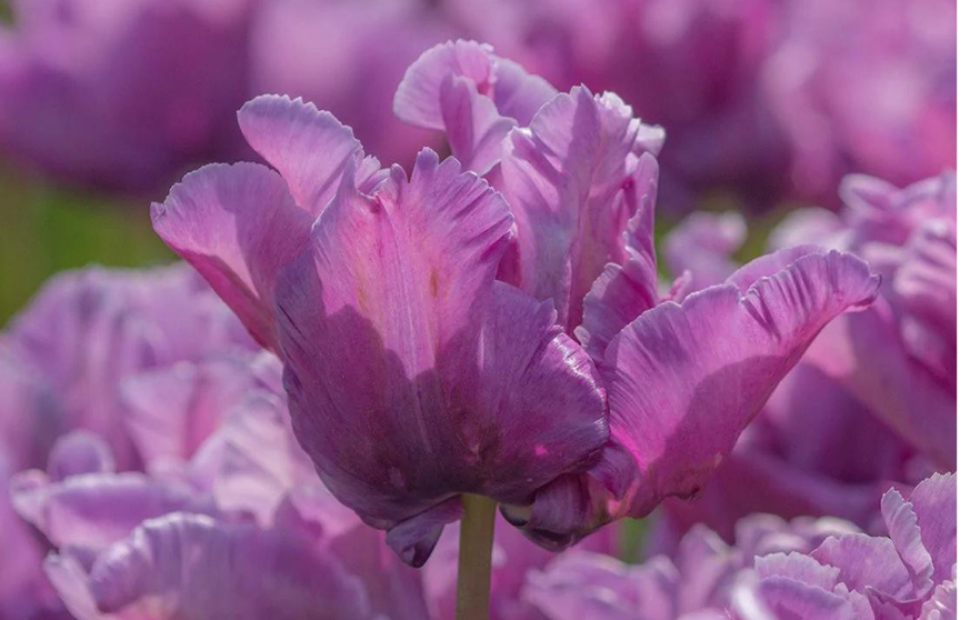 Blue Parrot Tulip