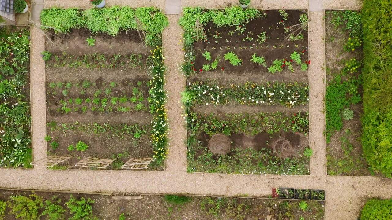 Preparing the soil in the cutting patch