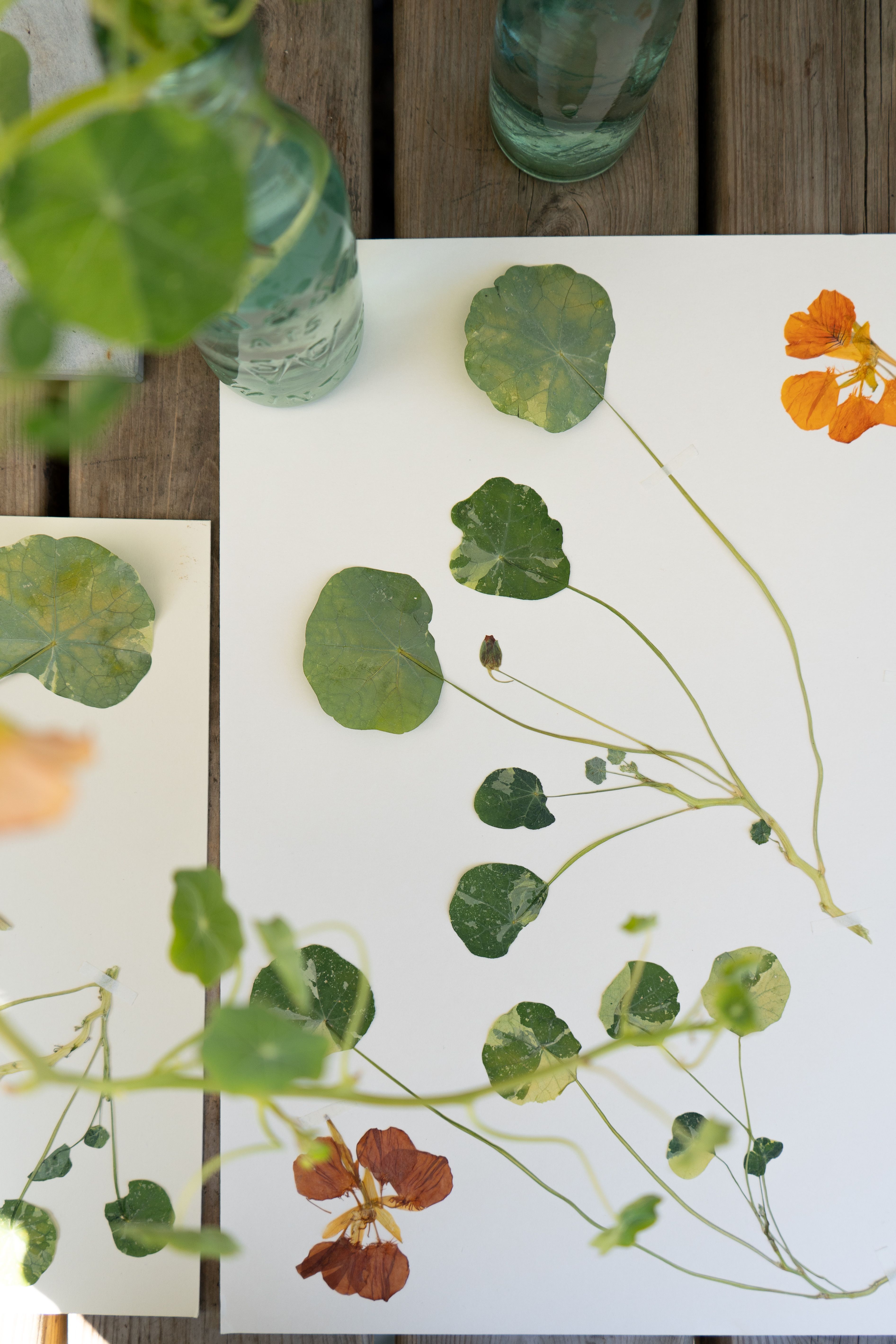 Pressed flower artwork of nasturtiums on a white piece of paper