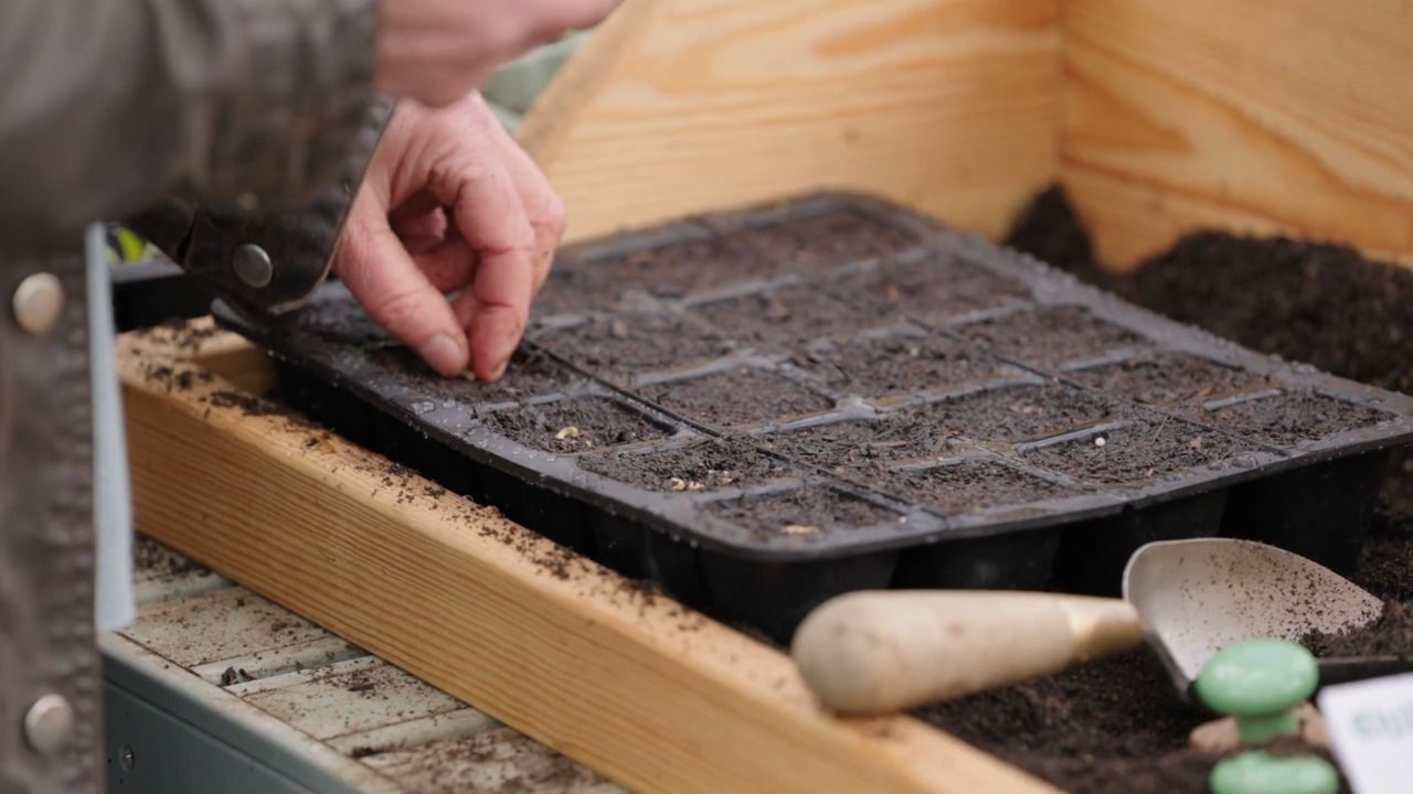 Sowing hardy annuals - marigolds 