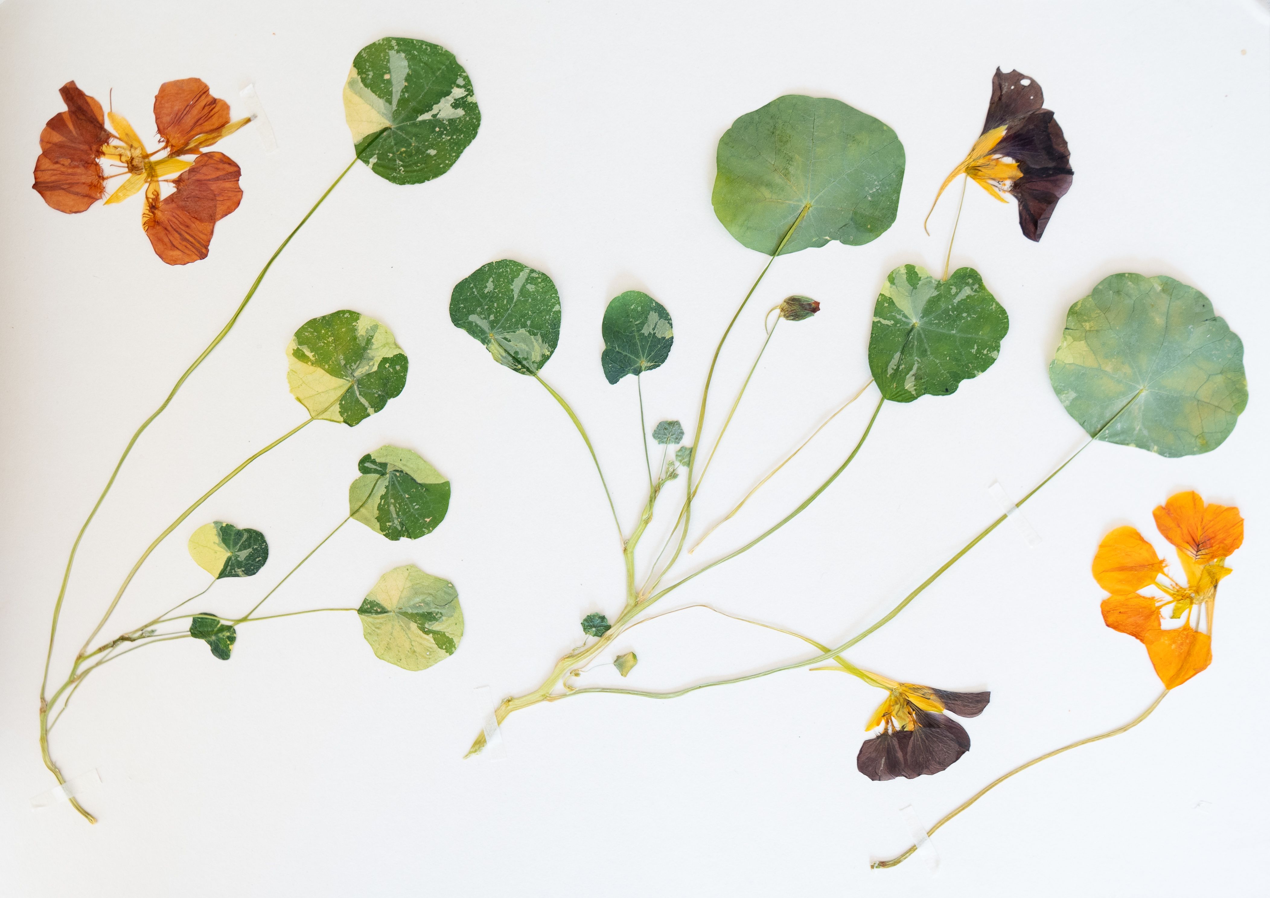 Pressed nasturtiums on a white piece of paper