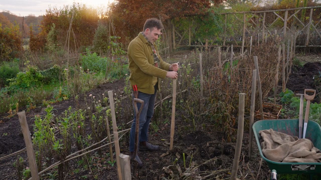 Lifting and storing dahlias for winter