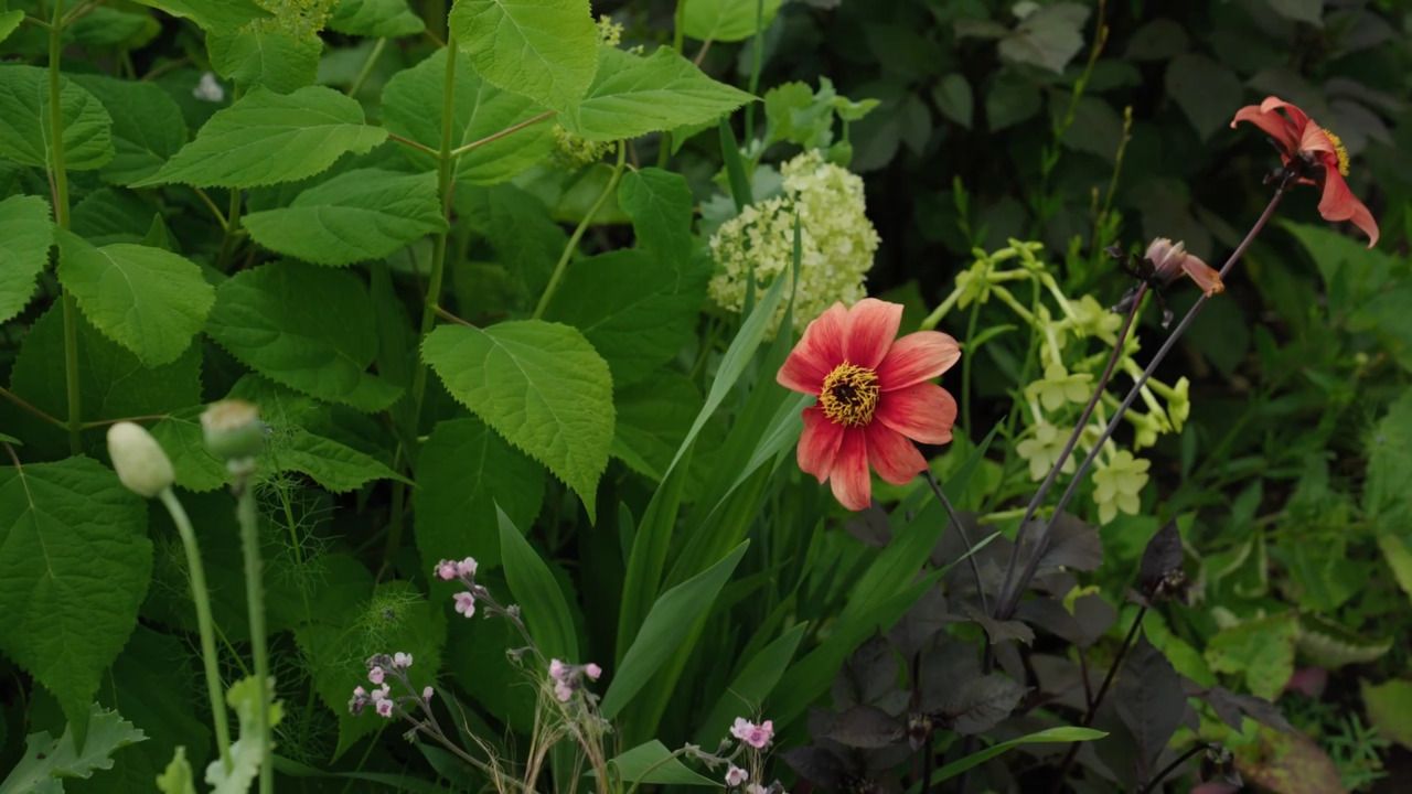Filling gaps in the dahlia border