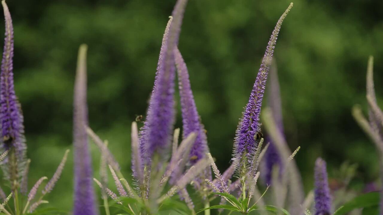 Hillside: planting design - part 1