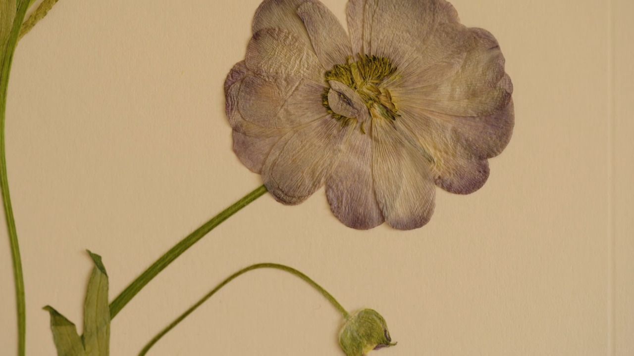 Core skills - Part 3: Pressing butterfly ranunculus 
