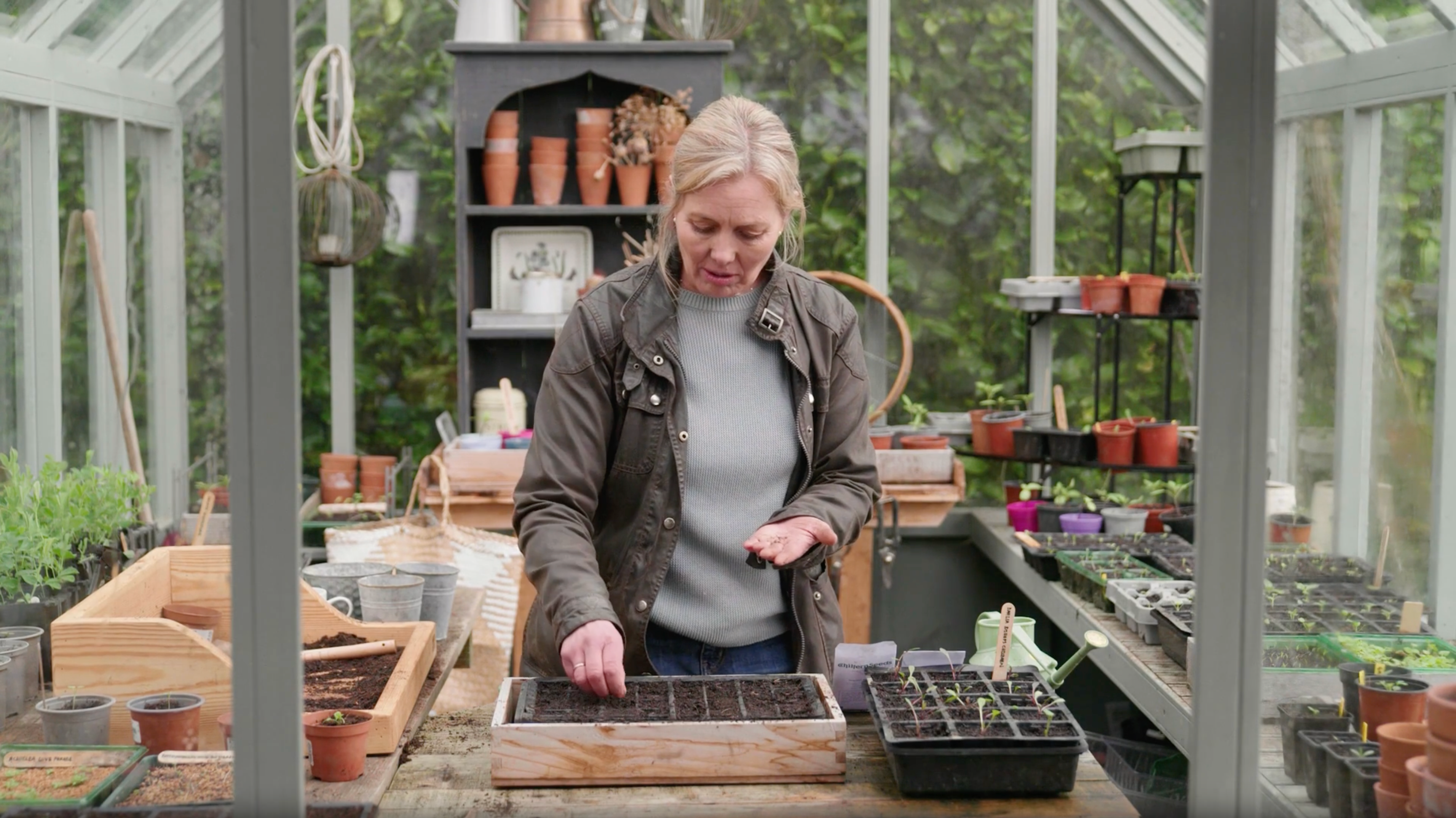 Sowing half-hardy annuals in mid spring