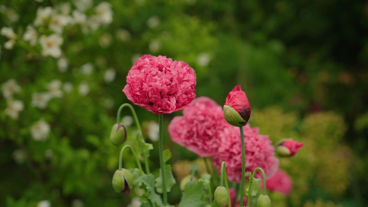 Colour without rules