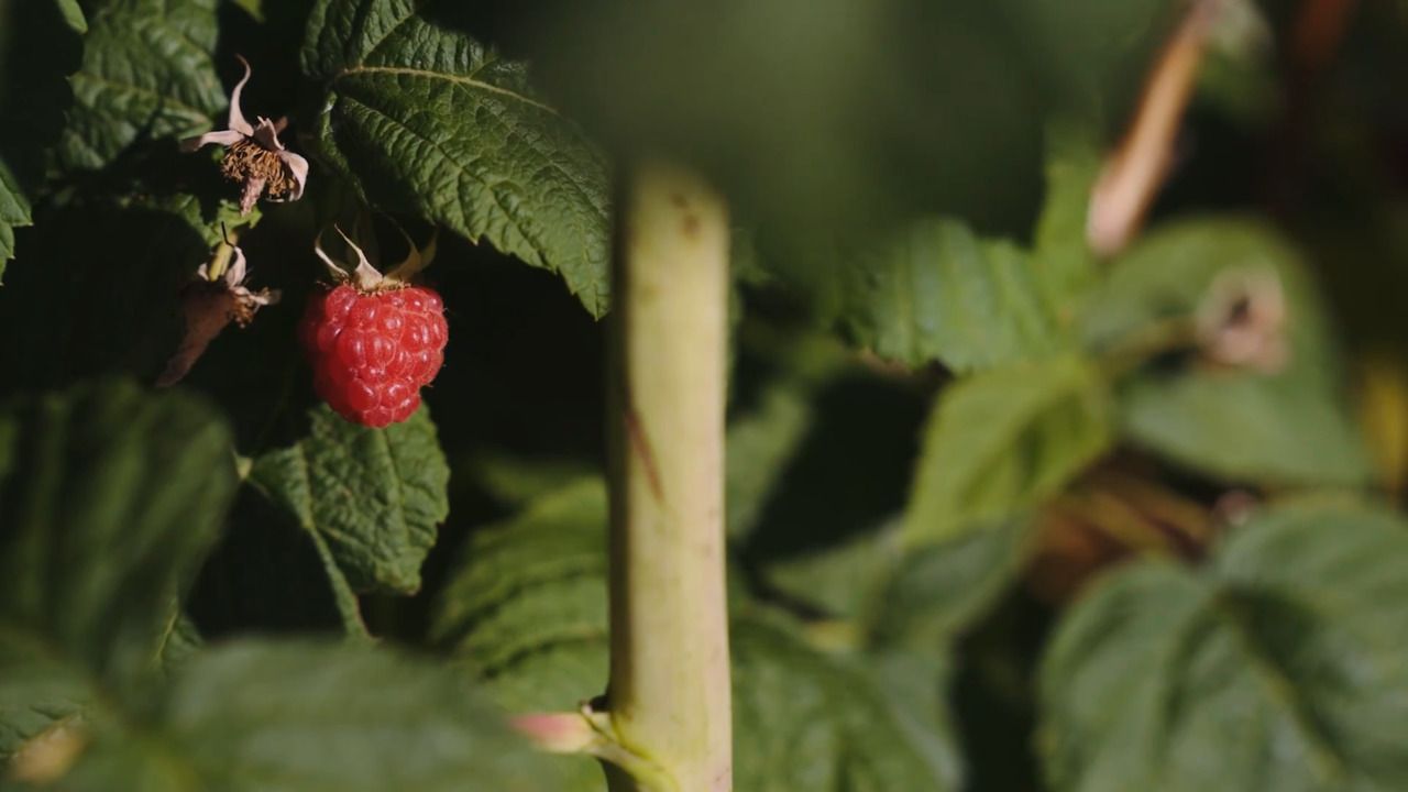 Growing soft fruit - Part 2: Raspberries 