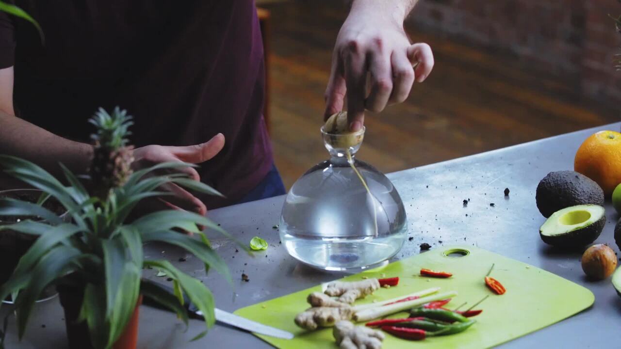 Propagating edible houseplants