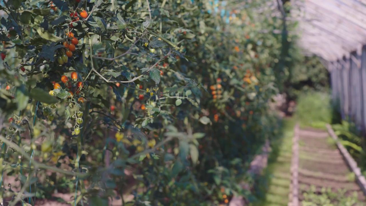 Tomatoes - Part 1: Growing tomatoes 