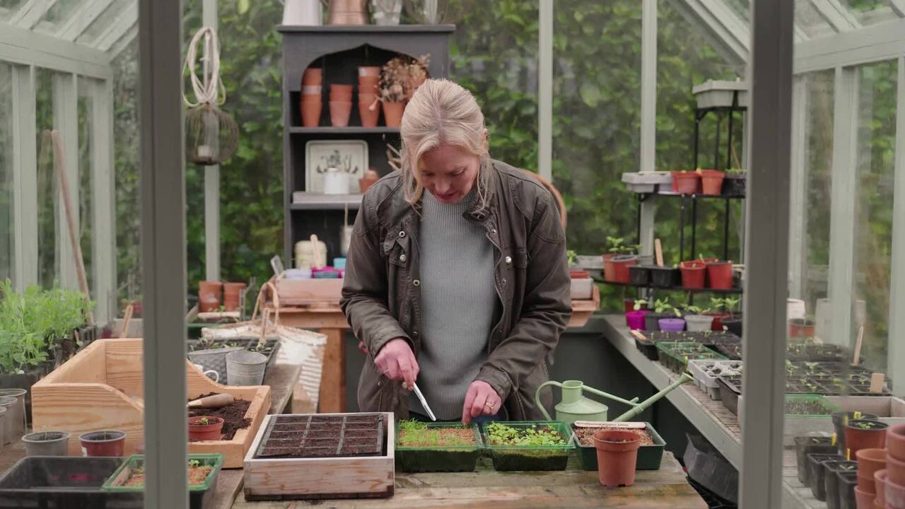 Aftercare for seedlings: pricking out and potting on