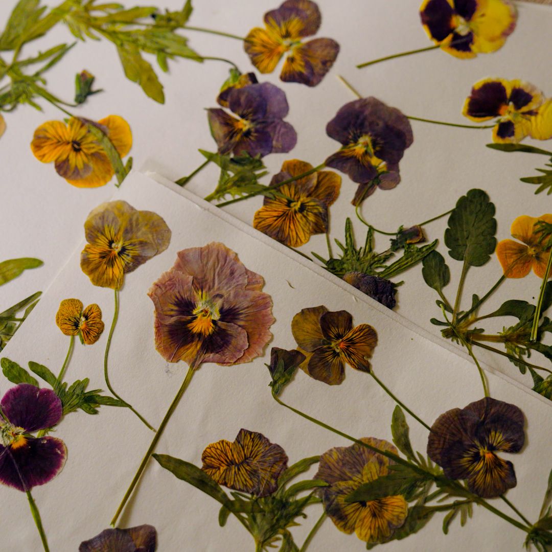 pressed flowers