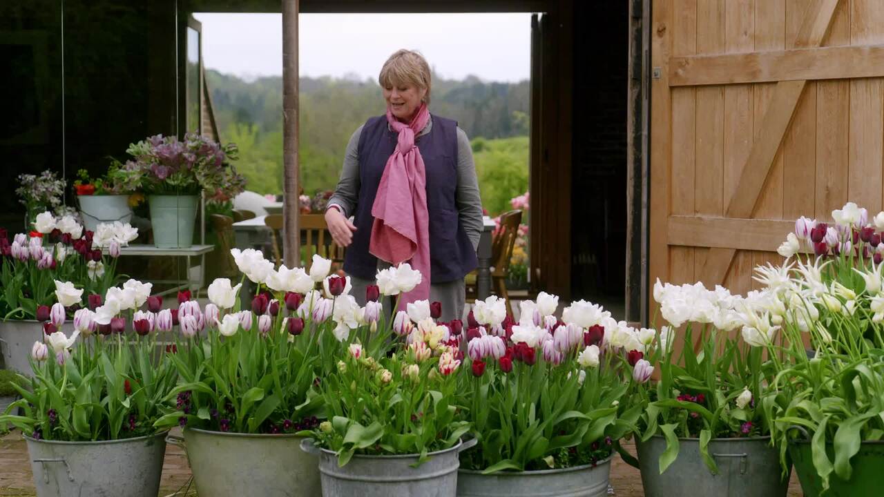 Whopper pots in spring bloom - soft and cool palette 