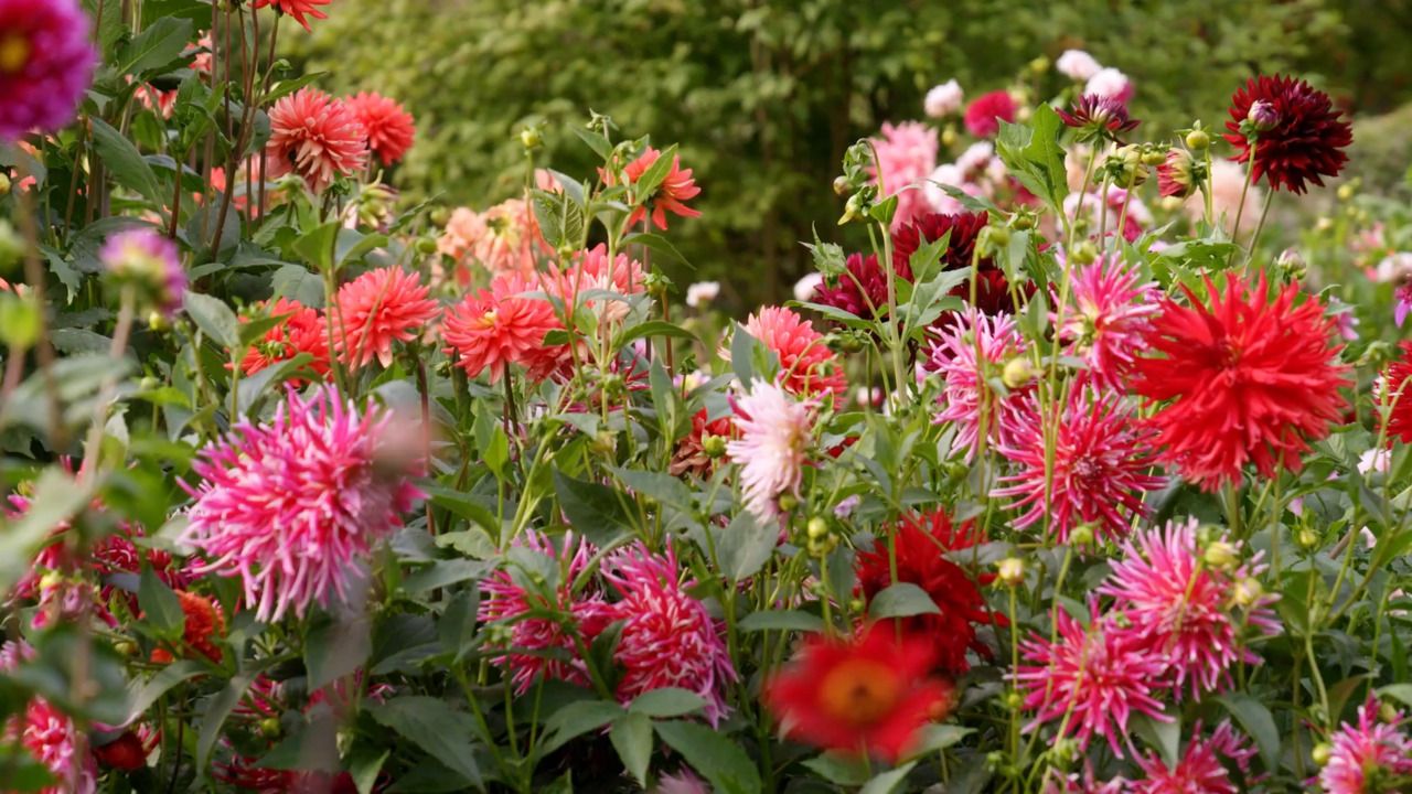 Designing your cut flower bed: Planning the patch for season four