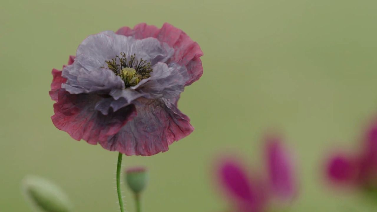 Poppy 'Amazing Grey'
