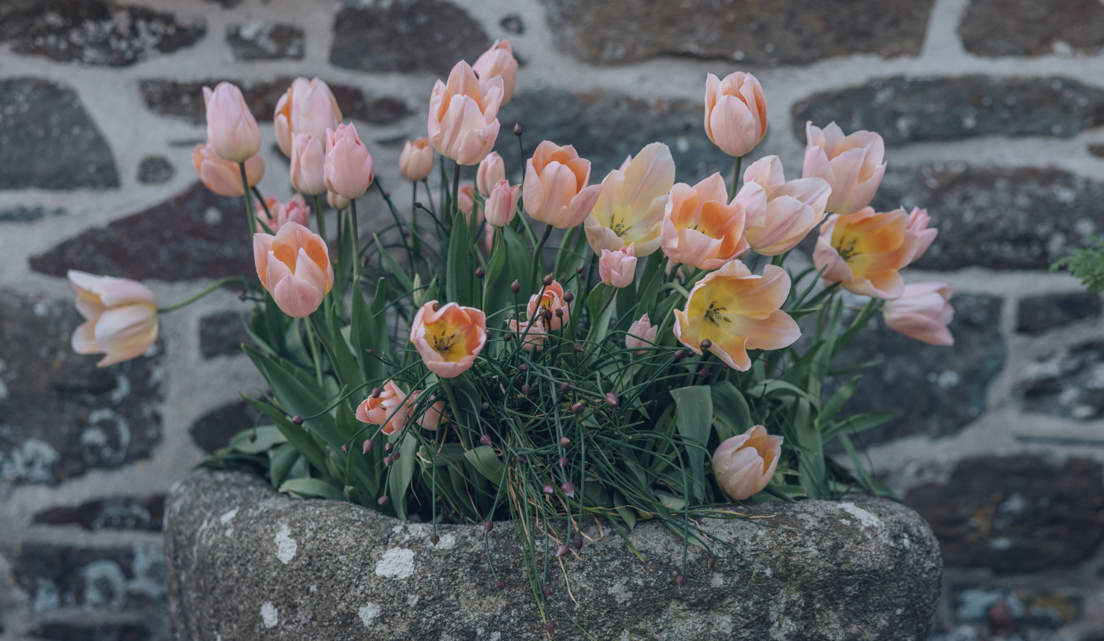 Tulips