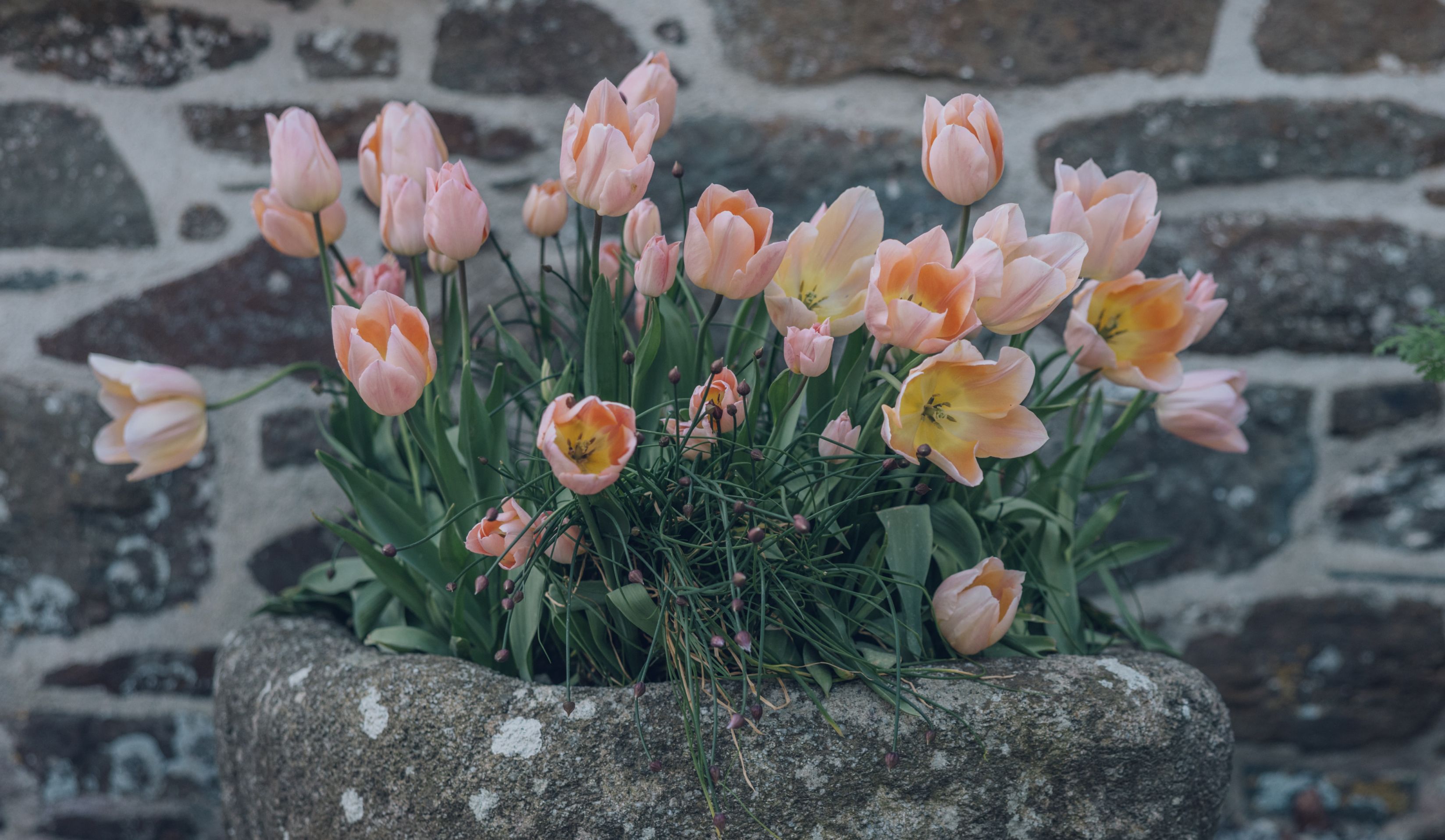 Tulips